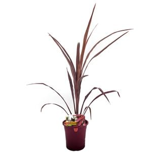 180mm Cordyline Cabernett - Cordyline australis Cabernett