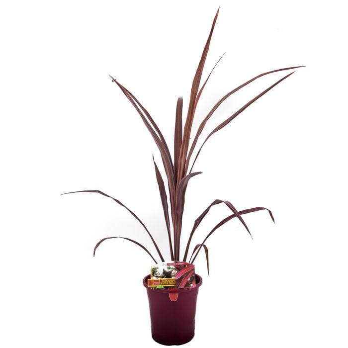 180mm Cordyline Cabernett - Cordyline australis Cabernett