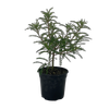 2.5L Kowhai - Sophora microphylla Dragons Gold