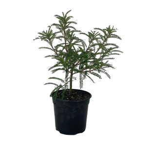 2.5L Kowhai - Sophora microphylla Dragons Gold