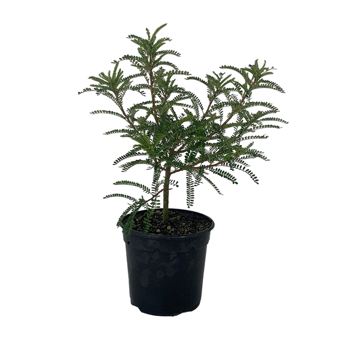 2.5L Kowhai - Sophora microphylla Dragons Gold