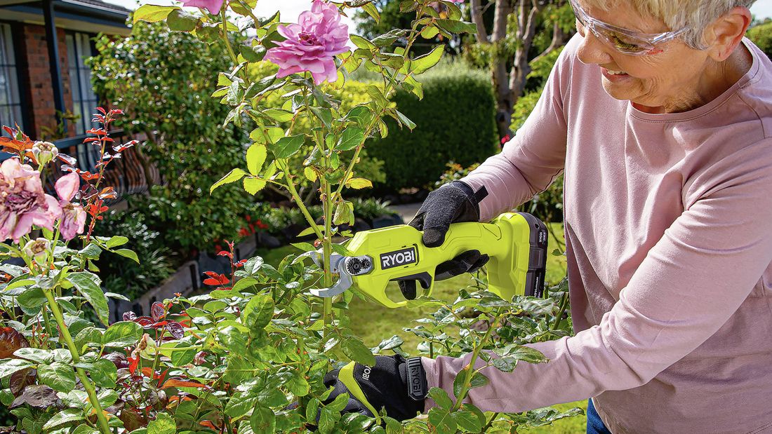 Hands using a cordless power secateur to prune a rose bush with pink flowers