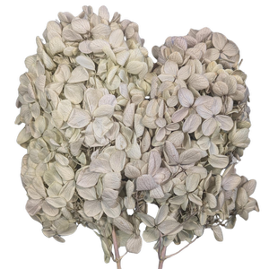Blooms of Joy 40cm Soft Purple Hydrangea Preserved
