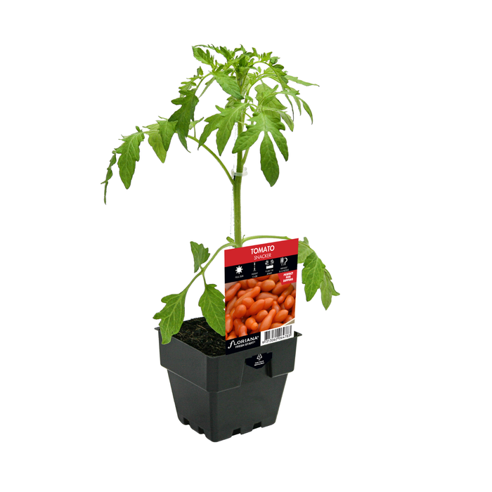 125mm Tomato Snacker - Solanum lycopersicum