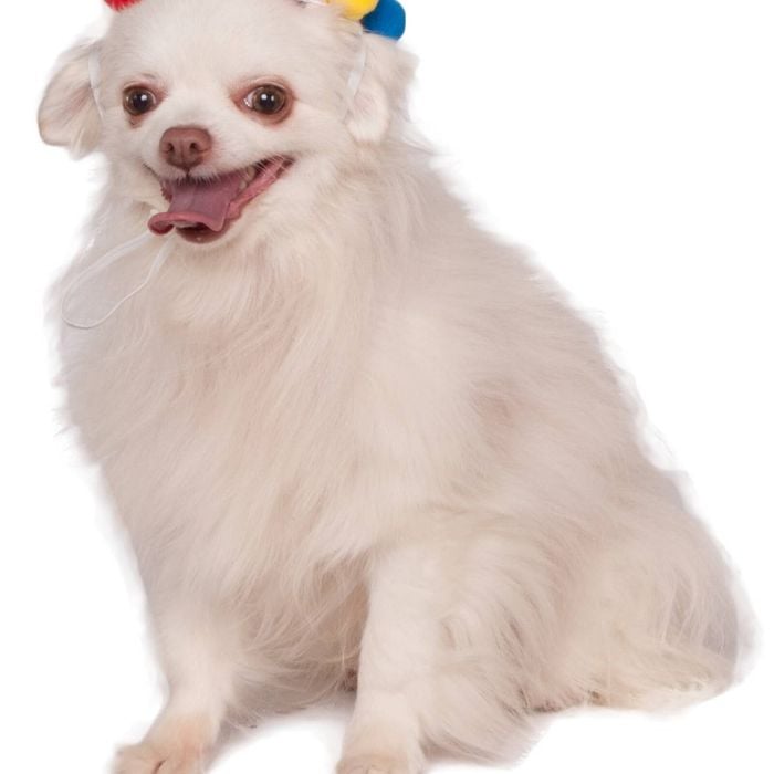 Rubies Paw Print Boy Pet Birthday Hat Dog/Pet Fancy Dress Up Costume Size S-M