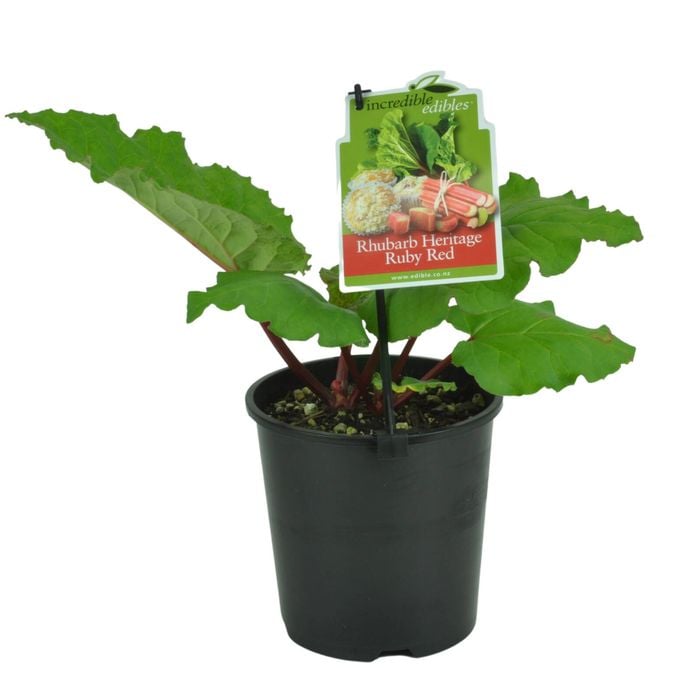1.9L Rhubarb Crimson Sunrise - Rheum hybridum