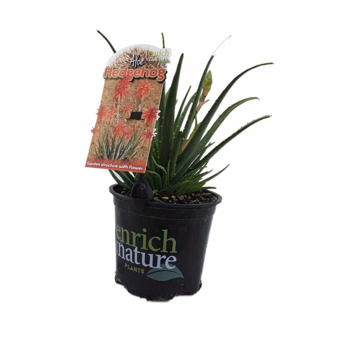 150mm Aloe Hedgehog - Aloe humilis