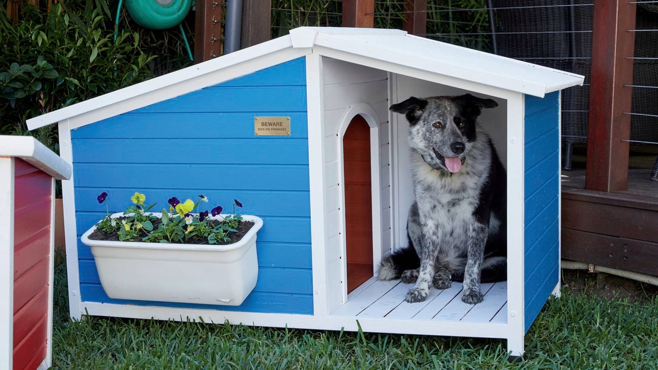 A black and white speckled dog sits inside a blue and white wooden doghouse on green grass.