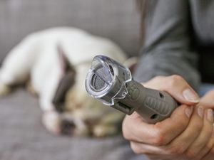 Close up of owner using Dremel to cut dogs nail