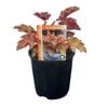 Gardening Solutionz 15cm Heuchera Indian Summer Orangeberry - Coral Bells