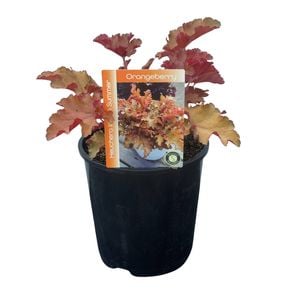 Gardening Solutionz 15cm Heuchera Indian Summer Orangeberry - Coral Bells