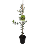 1.9L Olive J5 - Olea europaea - Incredible Edibles Range