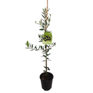 1.9L Olive J5 - Olea europaea - Incredible Edibles Range