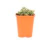 85mm Stonecrop - Sedum lineare variegata