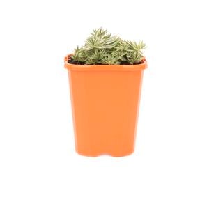 85mm Stonecrop - Sedum lineare variegata