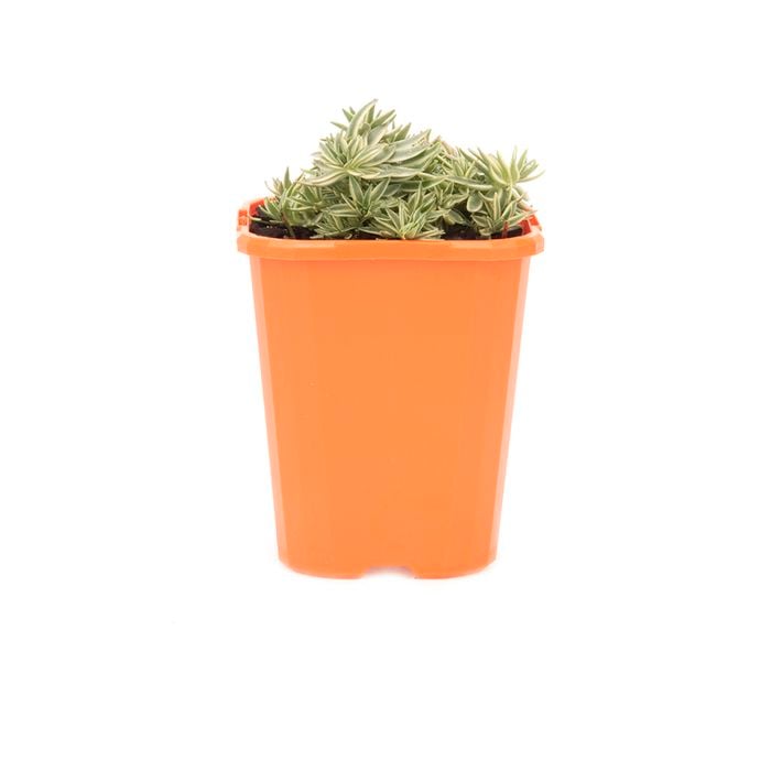 85mm Stonecrop - Sedum lineare variegata