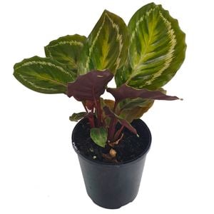 125mm Roseopicta - Calathea