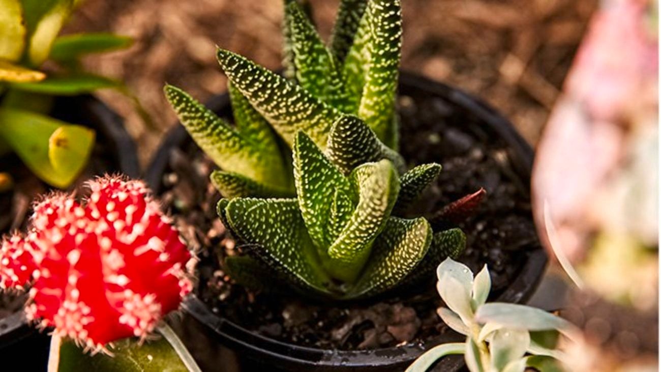 Small cacti plants