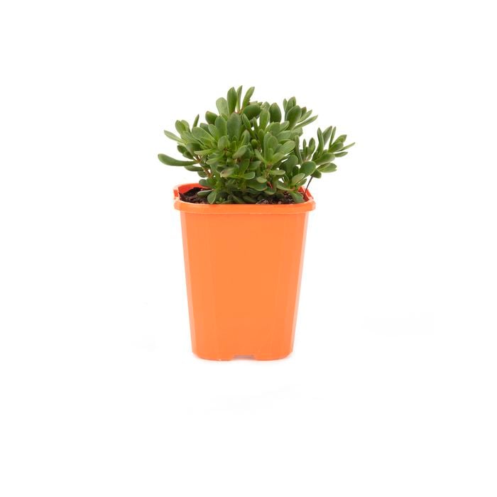 85mm Bright & Easy - Crassula Anomola