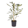 140mm Telopea Essies Gift - Telopea hybrid