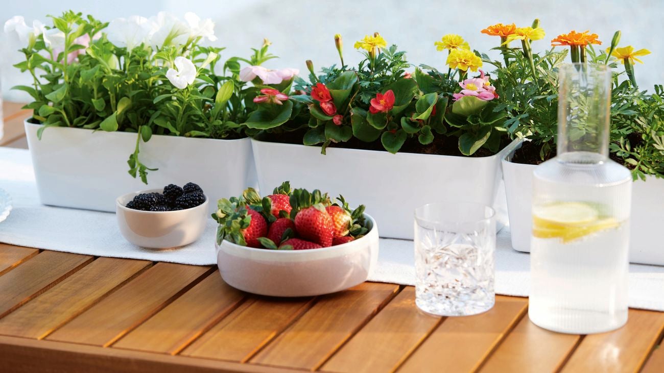A glass water jug and cup sit next to a bowl of strawberries and blackberries, in front of flower pots on top of a wooden table.