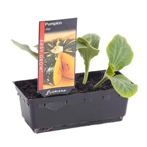 Pumpkin Jap Punnet - Curcurbita moschata