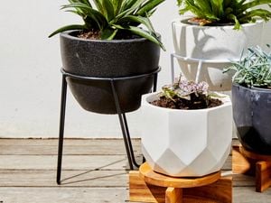 Variety of black and white pots on plant stands