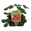 Strawberry - Strawberry fortuna - 4 Pack