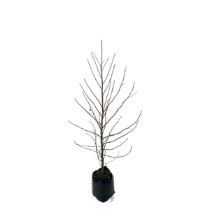 600mm Lane Roberts - Liquidambar styraciflua