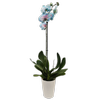 120mm Watercolour Bubblegum Single Stem Orchid - Phalaenopsis