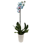 120mm Watercolour Bubblegum Single Stem Orchid - Phalaenopsis