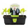 Punnet Eggplant Supreme - Solanum melongena - Healthy Living Vegetable