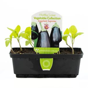 Punnet Eggplant Supreme - Solanum melongena - Healthy Living Vegetable