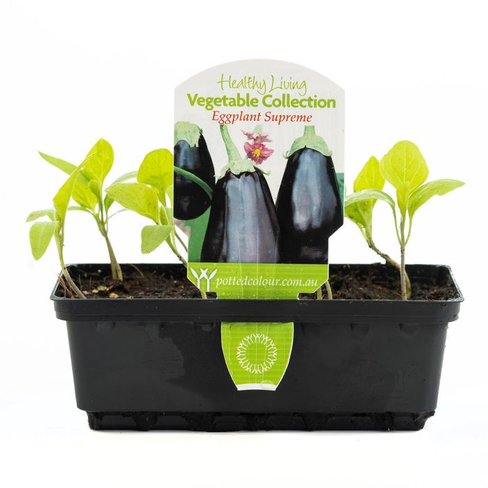 Punnet Eggplant Supreme - Solanum melongena - Healthy Living Vegetable