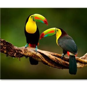 Toucan Sitting on The Branch in Forest  Print 100% Australian Made 90 x 60cm  (Stretched)