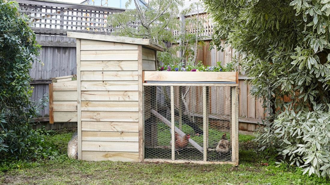 A chicken coop in a high fenced backyard, with mesh walls and two chickens inside, a planter box on the roof and a ramp leading up to a raised nest area