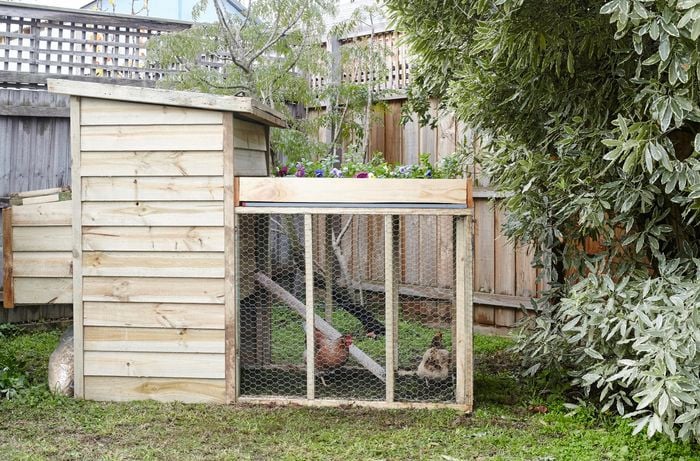 A chicken coop in a high fenced backyard, with mesh walls and two chickens inside, a planter box on the roof and a ramp leading up to a raised nest area