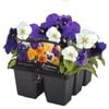6 Cell Fusion Flowers Pansy Niagra Falls - Viola x wittrockiana