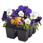 6 Cell Fusion Flowers Pansy Niagra Falls - Viola x wittrockiana