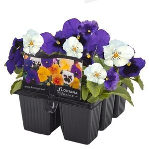 6 Cell Fusion Flowers Pansy Niagra Falls - Viola x wittrockiana