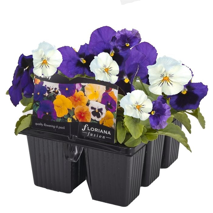 6 Cell Fusion Flowers Pansy Niagra Falls - Viola x wittrockiana