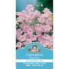 Mr Fothergill's Gypsophila Bright Rose Seeds