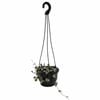 130mm Chain of Hearts - Ceropegia woodii