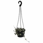 130mm Chain of Hearts - Ceropegia woodii