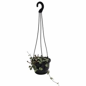 130mm Chain of Hearts - Ceropegia woodii