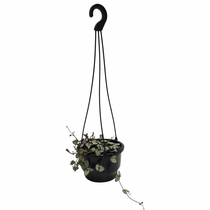 130mm Chain of Hearts - Ceropegia woodii