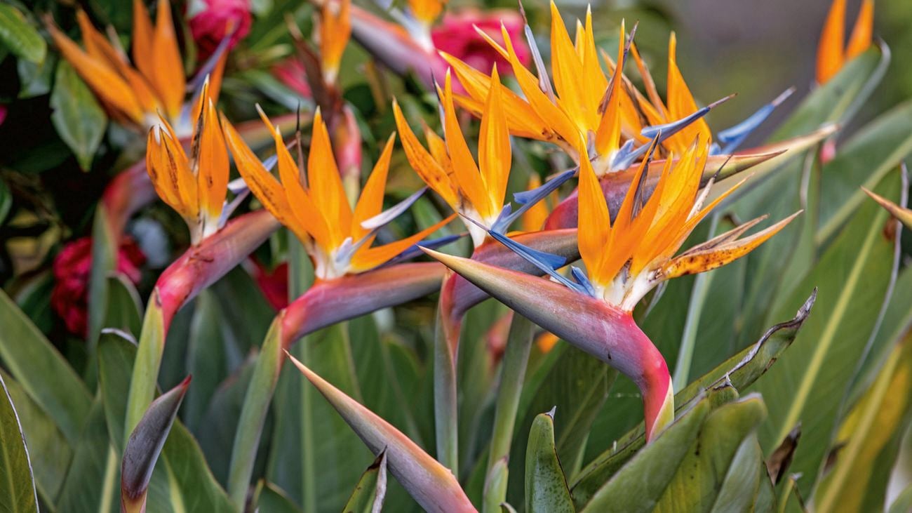 Close up image of a bright orange, red and purple Bird of paradise plant.