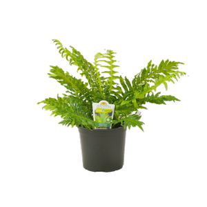 150mm Silver Lady Fern - Blechnum gibbum