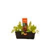 Punnet Mignonette Lettuce Mix - Lactuca sativa