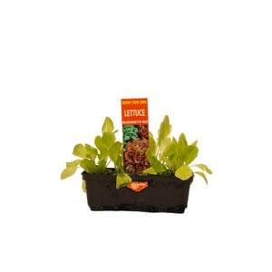Punnet Mignonette Lettuce Mix - Lactuca sativa